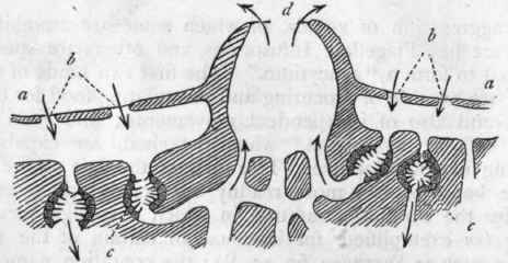 Fig. 25.   Diagrammatic section of Spongilla (after Huxley). a a Superficial layer or 