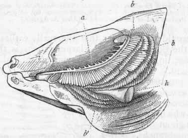 Fig. 256.   Gills and heart of the Perch exposed by the removal of the gill cover on the left side. a First of the four bony arches which carry the gills (b b); b' The lower edges of the gills on the right side; h Heart. (After Van der Hoeven.)