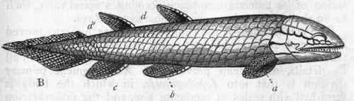 Fig. 265.   Ganoid Fishes. A, Polypterus; B, Osteolepis (extinct). a One of the pectoral fins, showing the fin rays arranged round a central lobe; b One of the ventral fins ; c Anal fin ; d Dorsal fin ; d' Second dorsal fin.