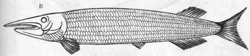 Fig. 266.   A, Lepidosteus osseus, the 