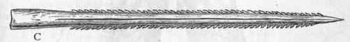 Fig. 269.   A, Spinax acanthias, one of the Dog fishes. B, Chimaera monstrosa. C, Tail spine of an Eagle ray (Myliobatis).