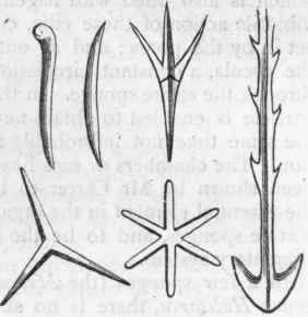 Fig. 27.   Different forms of the spicules of the horny, calcareous, and siliceous Sponges, greatly magnified.