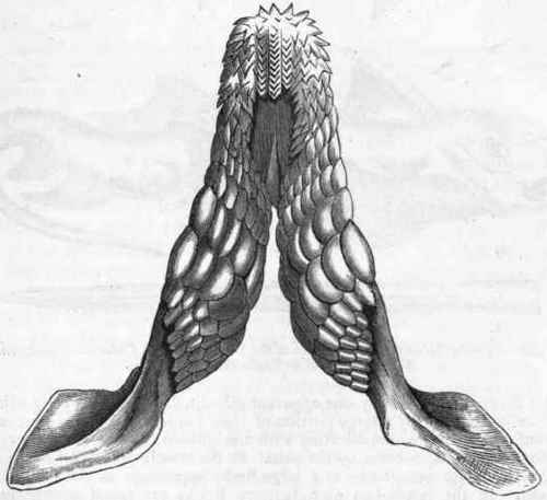 Fig. 270.   Upper jaw of Port Jackson Shark (Cestracion), showing the pavement of crushing teeth. One half the natural size. (After Owen.)