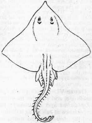 Fig. 271.   Batides. Rata margtnata, one of the Skates. Reduced one   sixth. (After Gosse.)