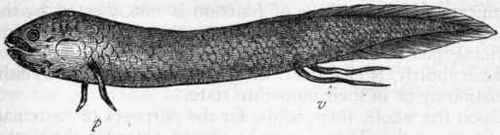 Fig. 272.   Dipnoi. Lepidosiren annectens.