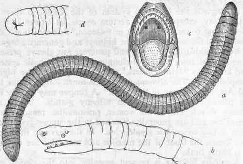 Fig. 278.   Ophiomorpha. a Siphonops annulatus, one of the Caecilians, much reduced : b Head ; c Mouth, showing the tongue, teeth, and internal openings of the nostrils ; d Tail and cloacal aperture. (After Dumeril and Bibron.)