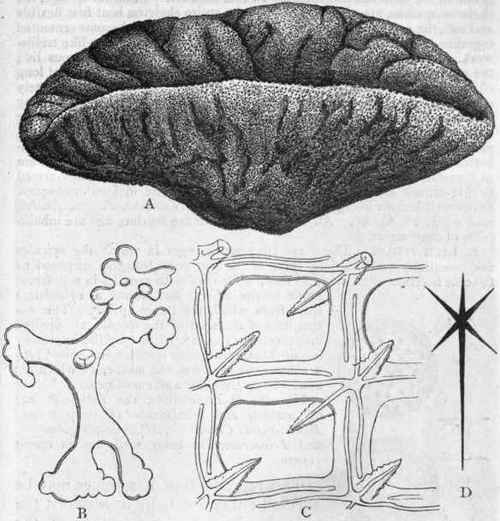 Fig. 28.   A, Dactylocalyx pumiceus, a Hexactinellid Sponge from the West Indies; B, A spicule of the Lithistid Sponge Discodermia, greatly enlarged, showing the branched ends of the spicule ; C, Part of the skeleton of the Hexactinellid Farrea occa, greatly enlarged, showing the continuous lattice like framework, the component spicules of which are only recognisable by their six rayed axial canals ; D, Plan of a single spicule of a Hexactinellid Sponge. (After Lutken, Sollas, and Carter.)