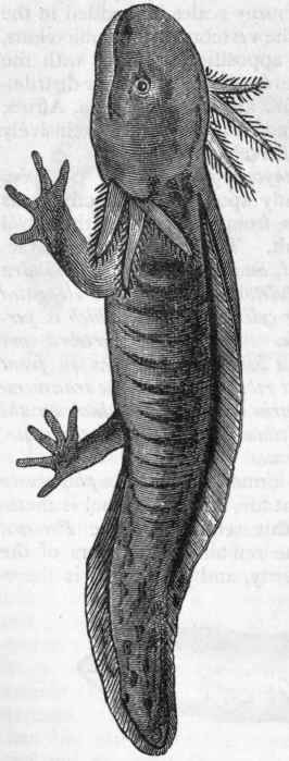 Fig. 280.   The Axolotl (Siredon pisci forme)   after Tegetmeier. The ordinary form, with persistent branchiae.