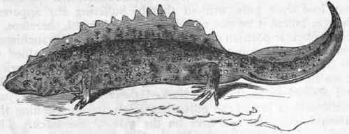 Fig. 281.   Great Water newt (Triton cristatus)   after Bell.