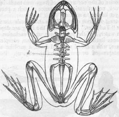 Fig. 282.   Skeleton of the common Frog (Rana temporaria). d Dorsal vertebrae, with long transverse processes.