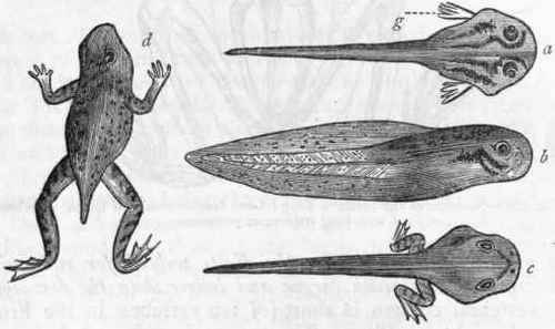 Fig. 283.   Development of the common Frog (Rana temporaria). a Tadpole viewed from above, showing the external branchiae (g); b Side view of a somewhat older specimen, showing the fish like tail; c Older specimen, in which the hind legs have appeared; d Specimen in which all the limbs are present, but the tail has not been wholly absorbed. (After Bell.)