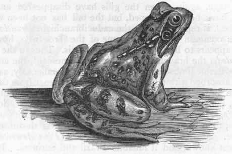 Fig. 284.   The common Frog (Rana temporaria).
