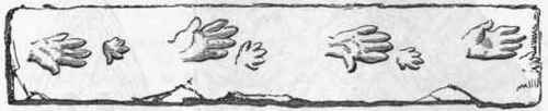 Fig. 285.   Footprints of a Labyrinthodont (Cheirotherium).