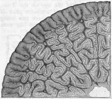 Fig. 286.   Section of the tooth of Labyrinthodon (Masto donsaurus) faegeri, showing the microscopic structure. Greatly enlarged. Trias.