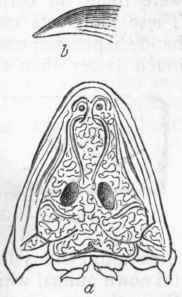 Fig. 287.   a Skull of Labyrinthodon faegeri, much reduced in size; b Tooth of the same. Trias. Wurtemberg.