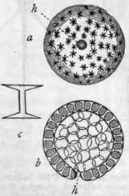 Fig. 29.   a Gemmule of Spon gilla; h Hilum; b Diagrammatic section of the gemmule, showing the outer layer of amphidiscs and the inner mass of cells; c One of the amphidiscs seen in profile.