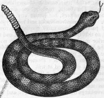 Fig. 295. The Rattlesnake (Crotalus horridus).