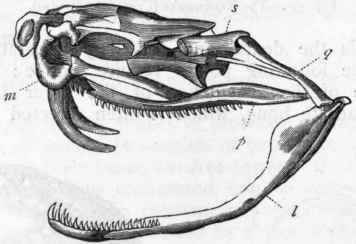 Fig. 297 Skull of the Rattlesnake (after Dumeril and Bibron). / Left ramus of the lower jaw, united to the skull by the quadrate bone (q); m Upper jaw carrying the poison fang ; p Series of teeth upon the palate.