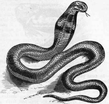 Fig. 299. The Naja Haje, a venomous Colubrine Snake.