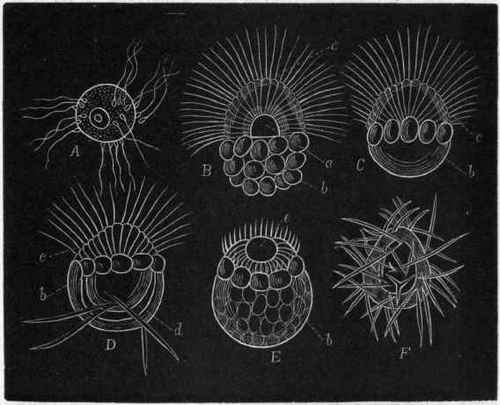 Fig. 30.   Development of Calcispongiae. A, Ovum in the act of being impregnated by the spermatozoids. B, Free swimming embryo of Sycon, showing the non ciliated ectodermal cells, and the ciliated endodermal cells, the latter enclosing a temporary 
