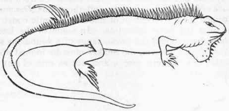 Fig. 301. Iguana.