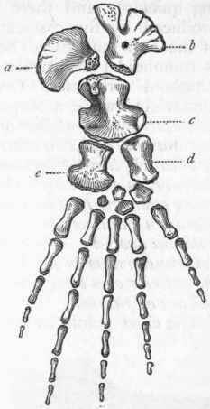 Fig. 308. Right anterior paddle of Les tosaurus simus, one twelfth of the natural size. (After Marsh.) a Scapula ; b Coracoid ; c Humerus ; d Radius ; e Ulna.