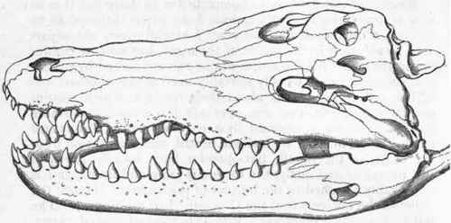 Fig. 310. Skull of the Crocodile.