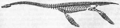 Fig. 314. Plesiosaurus dolichodeirus.