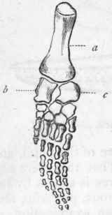 Fig. 315. Left fore paddle of Plesiosaurus. a Humerus; b Radius; c Ulna.