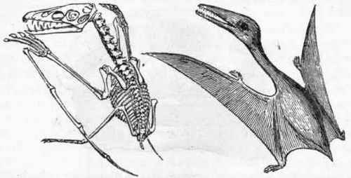 Fig. 317. Pterodactylus brevirostris. Skeleton and restoration.