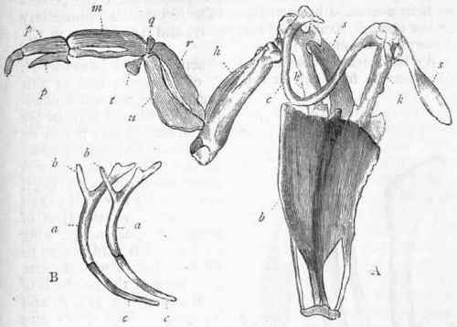 Fig. 323.   A, Breast bone, shoulder girdle, and fore limb of Penguin (after Owen): b Sternum, with the sternal keel; s s Scapulae ; k k Coracoid bones ; c Furculum or merry thought, composed of the united clavicles ; h Humerus : u Ulna; r Radius ; t Thumb; m Metacarpus ; p p Phalanges of the fingers. B, Ribs of the Golden Eagle: a a Ribs giving off (b b) uncinate processes ; c c Sternal ribs.