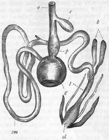 Fig. 326. Digestive System of the common Fowl (after Owen), o Gullet : c Crop ; p Proventriculus; g Gizzard; sm Small intestine; k Intestinal caeca; l Large intestine ; cl Cloaca.
