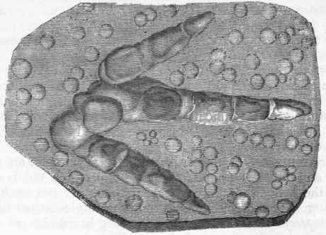 Fig. 328. Footprint supposed to belong to a Bird. Triassic Sandstones truly ornithic, we must admit the existence in the Triassic period of a considerable number of kinds of Birds, some of which must have been of colossal dimensions, but this question does not admit of final settlement at present.