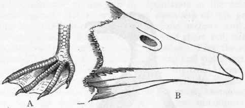 Fig. 332. Natatores. A, Foot of Cormorant (Phalacrocorax); B, Beak of the Bean goose (Anser segetum).