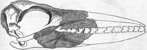 Fig. 335.   Skull of Odontopteryx toliapicus, restored. (After Owen.)