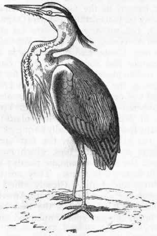 Fig. 337.   Crested Heron (Ardea cinerea). Europe.