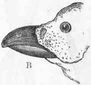 Fig. 338.   Rasores. A, Foot of Fowl (Gallus Bankiva); B, Head of Guinea fowl.