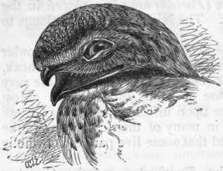 Fig. 347. Head of Goatsucker (Caprimulgus), showing the fissirostral form of beak.
