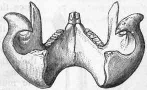 Fig. 359. Lower jaw of the Wombat, viewed from behind, showing the strongly inflected angles of the jaw.