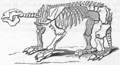 Fig. 376.   Skeleton of Megatherium. Post tertiary, South America.