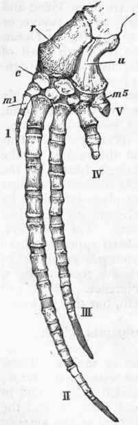 Fig. 381. Hand of Round headed Dolphin. I V, Digits ; r Radius; u Ulna ; c Carpus ; ml, m5 First and fifth metacarpal.