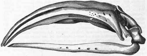 Fig. 382. Skull of the Right Whale (Balaena mysticetus). (After Owen.)