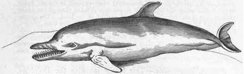 Fig. 386. The common Dolphin (Delphinus delphis).