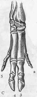 Fig. 388. Feet of Ungulata. A, Fore foot of Tapir (Tapirus Malay anus); B, Perisso dactyle fore foot of Rhinoceros Sumatrensis; C, Artiodactyle foot of Pig (Sus scrofa). The figures indicate which of the normal five digits are present in each foot. (After Flower.)