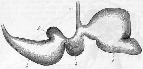 Fig. 405. Stomach of a Sheep : o Gullet; r Rumen or Paunch ; h Honeycomb bag or Reticulum; p Manyplies or Psalterium ; a Fourth Stomach or Abomasum.