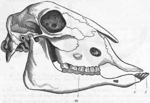 Fig. 406. Skull of a hornless Sheep : i Incisors; c Canines; m Molars and praemolars. (After Owen.)