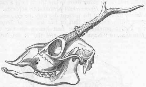 Fig. 409. Side view of the skull of the Roebuck (Capreolus capraea).