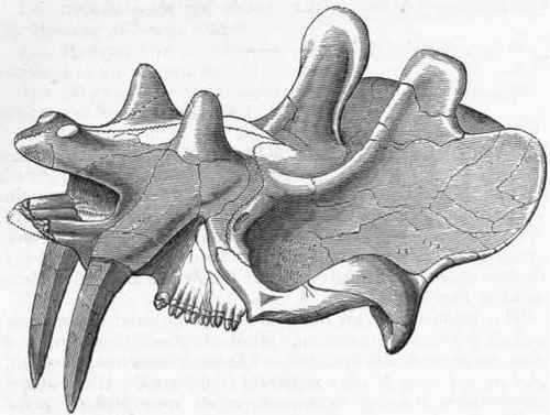 Fig. 413.   Skull of Dinoceras mirabile, after Marsh. From the Eocene Tertiary.