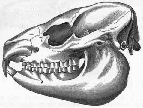 Fig. 416. Skull of Hyrax. (After Cuvier.)