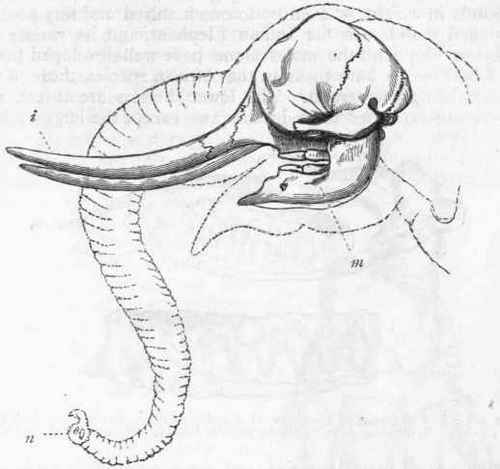Fig. 417. Skull of the Indian Elephant (Elephas Indicus): i Tusk like upper incisors ; m Lower jaw, with molars, but without incisors ; n Nostrils, placed at the end of the proboscis. (After Owen.)